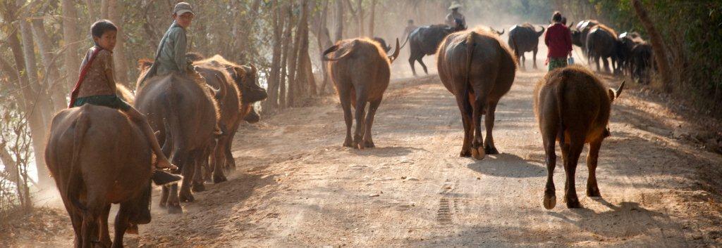 Buffalo herd in Laos